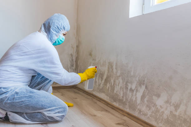 Licensed Basement Mold Remediation service in Millwood, VA - Car Mold Remediation